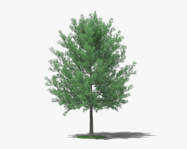 Chêne à feuilles de Saule Modèle 3D