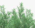 Willow Oak 3d model