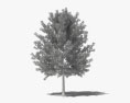 Willow Oak 3d model