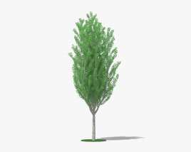 Ginkgo Tree 3D model