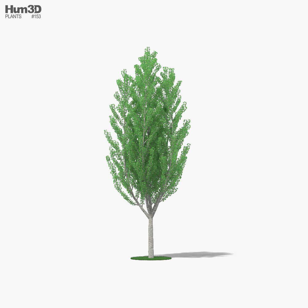 Ginkgo Tree 3d model