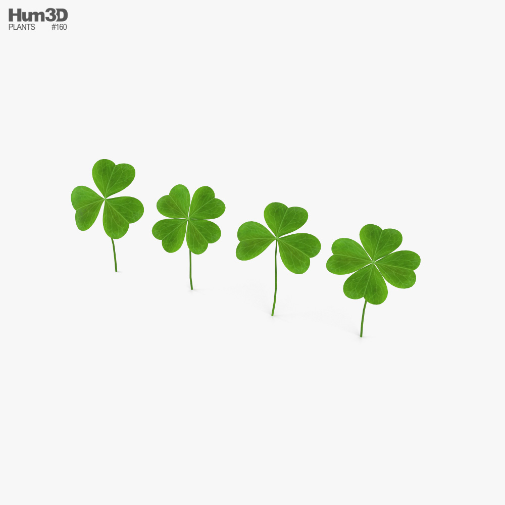 clover-leaf-3d-model-plants-on-hum3d