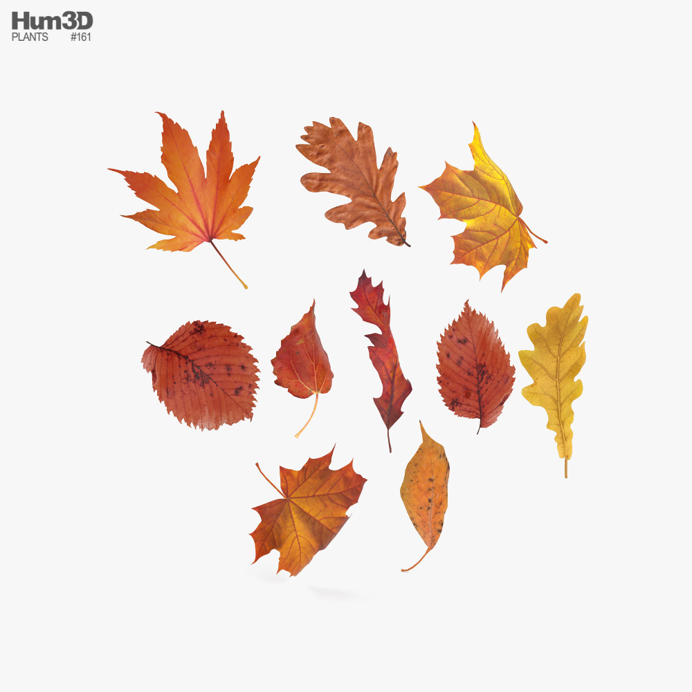Juego de hojas de otoño Modelo 3D - Plantas on Hum3D