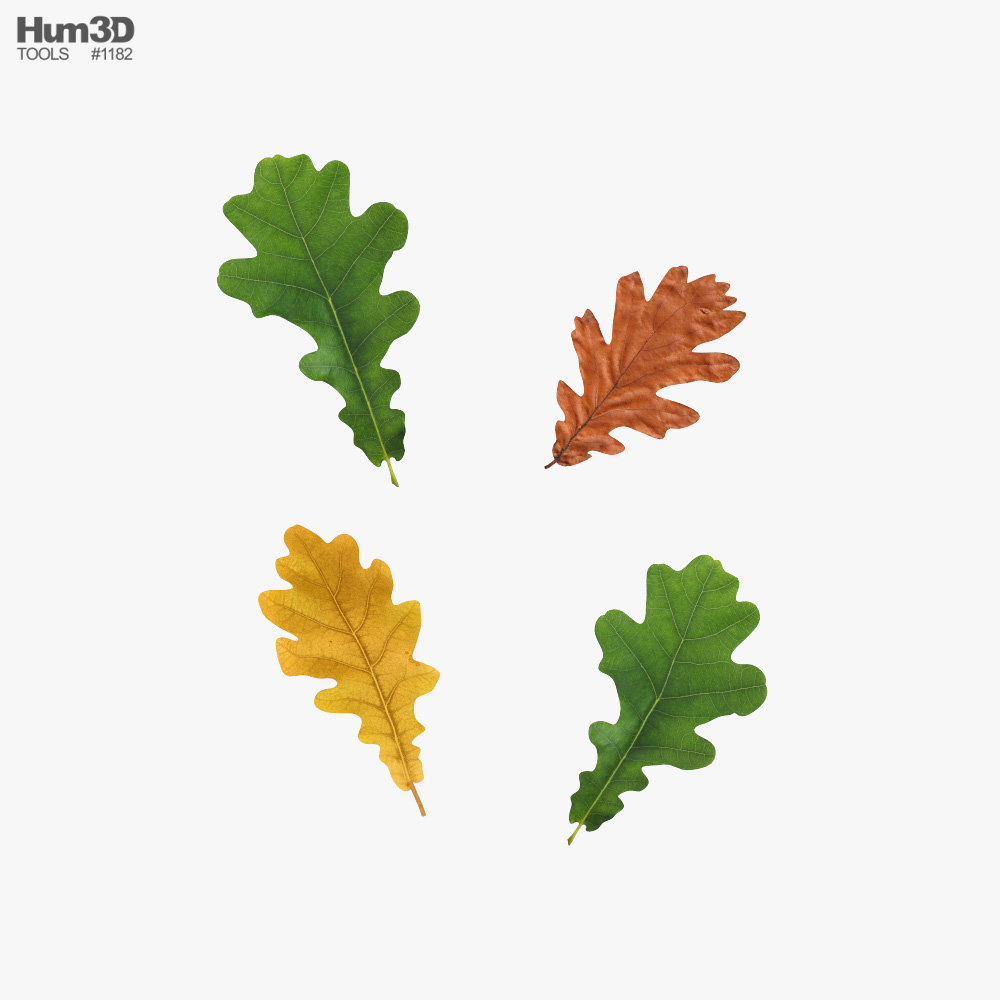 Oak Leaf Season Set 3D model