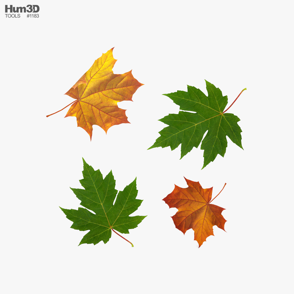 Maple Leaf Season Set 3D model