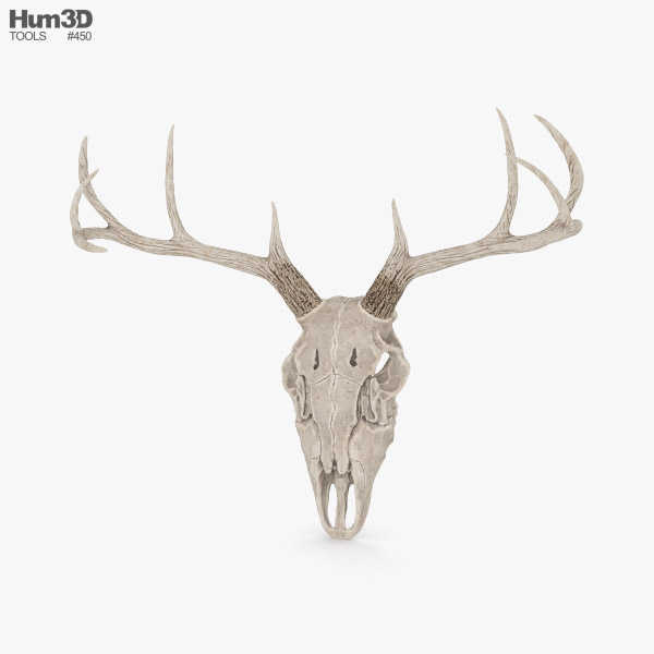 Deer Skull 3D model