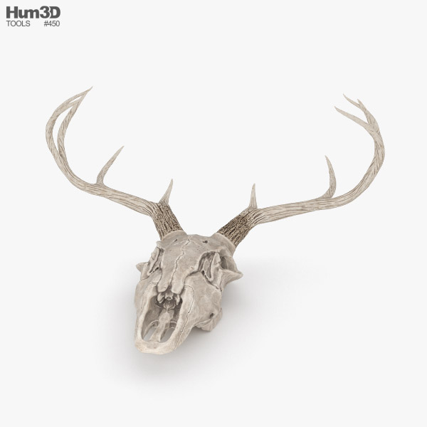 Deer Skull 3D model - Animals on Hum3D