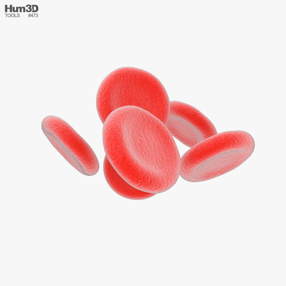 赤血球 3Dモデル