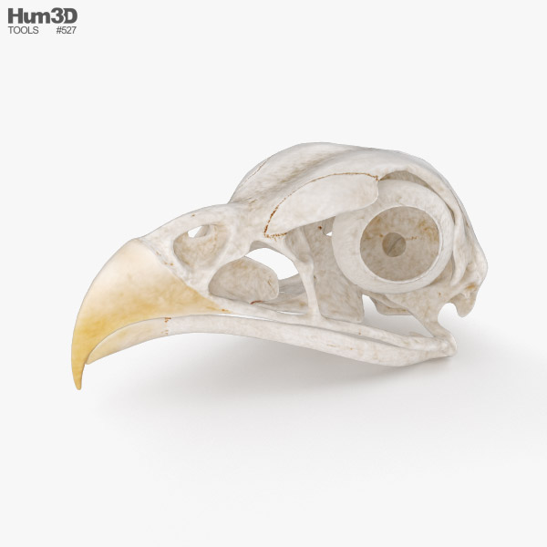 Пташиний череп 3D модель
