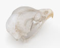 鳥の頭蓋骨 3Dモデル