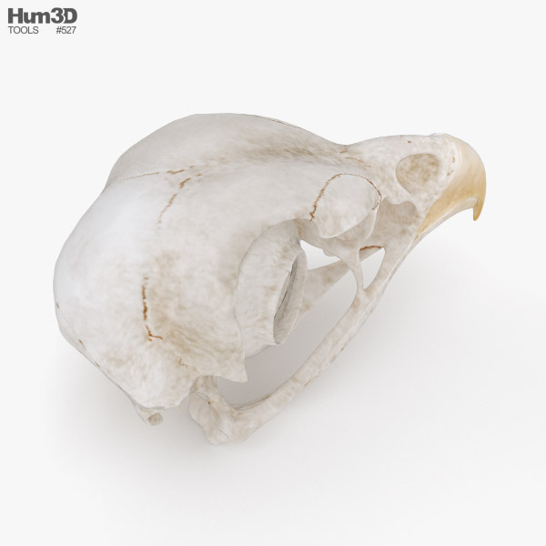 鳥の頭蓋骨 3dモデル 動物 On Hum3d