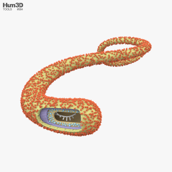 Ebola Virus 3D model