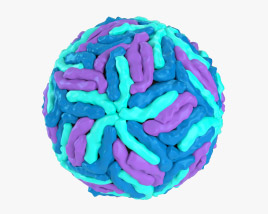 Virus del dengue Modelo 3D