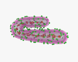 Marburg-Virus 3D-Modell