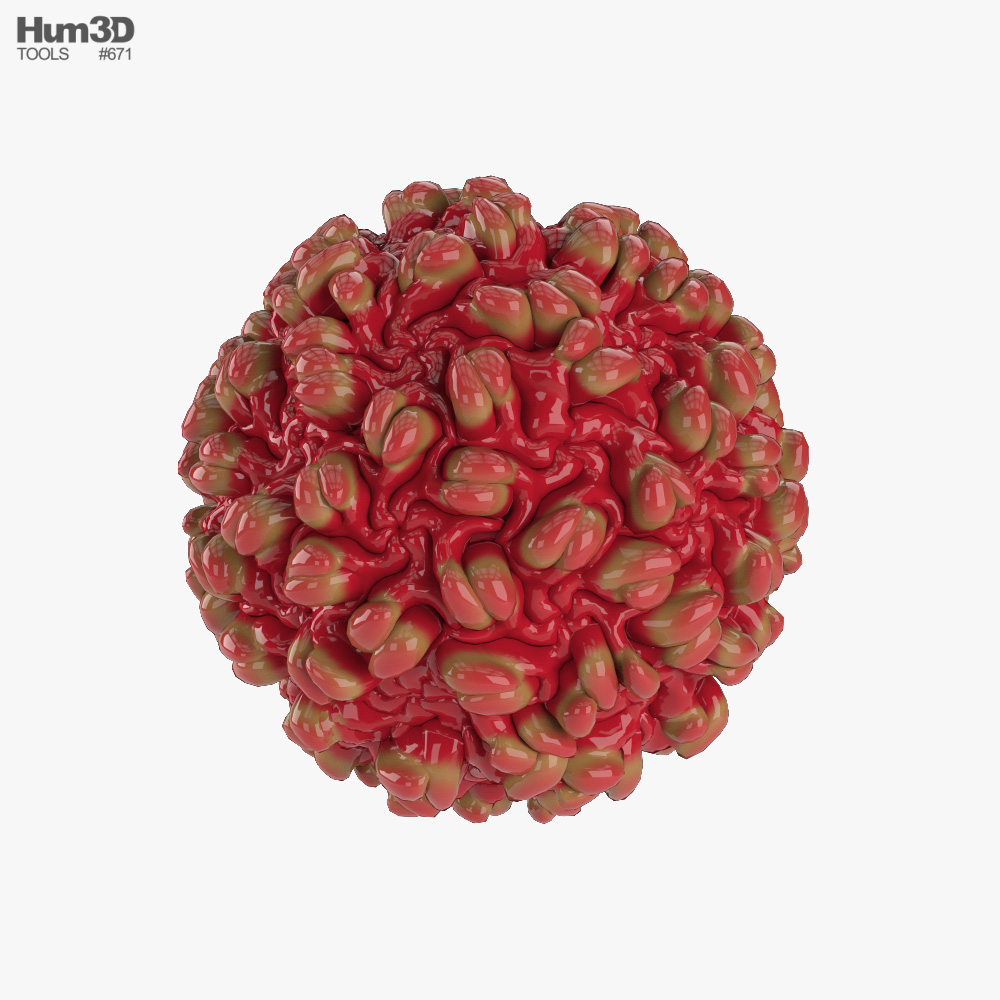 Hepatitis B 3D model
