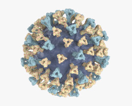 Virus de la rougeole Modèle 3D