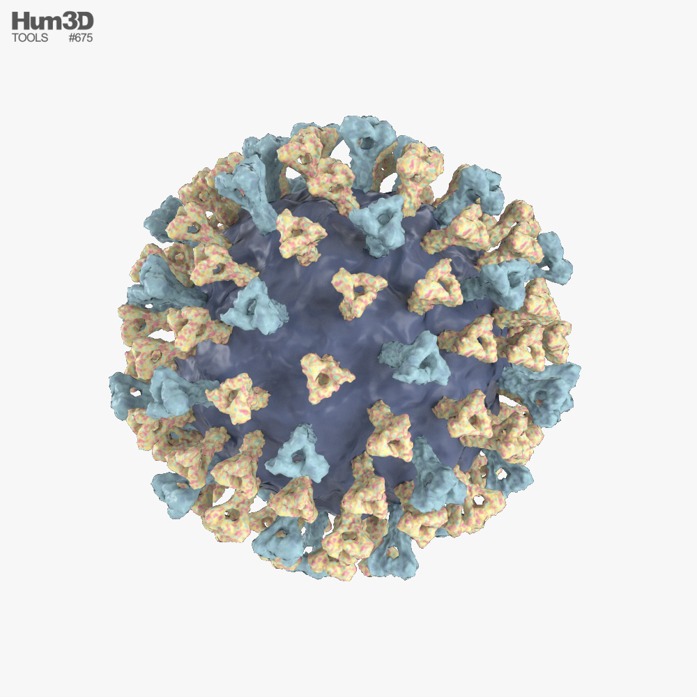 Measles Virus 3D model