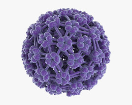 Virus du papillome Modèle 3D