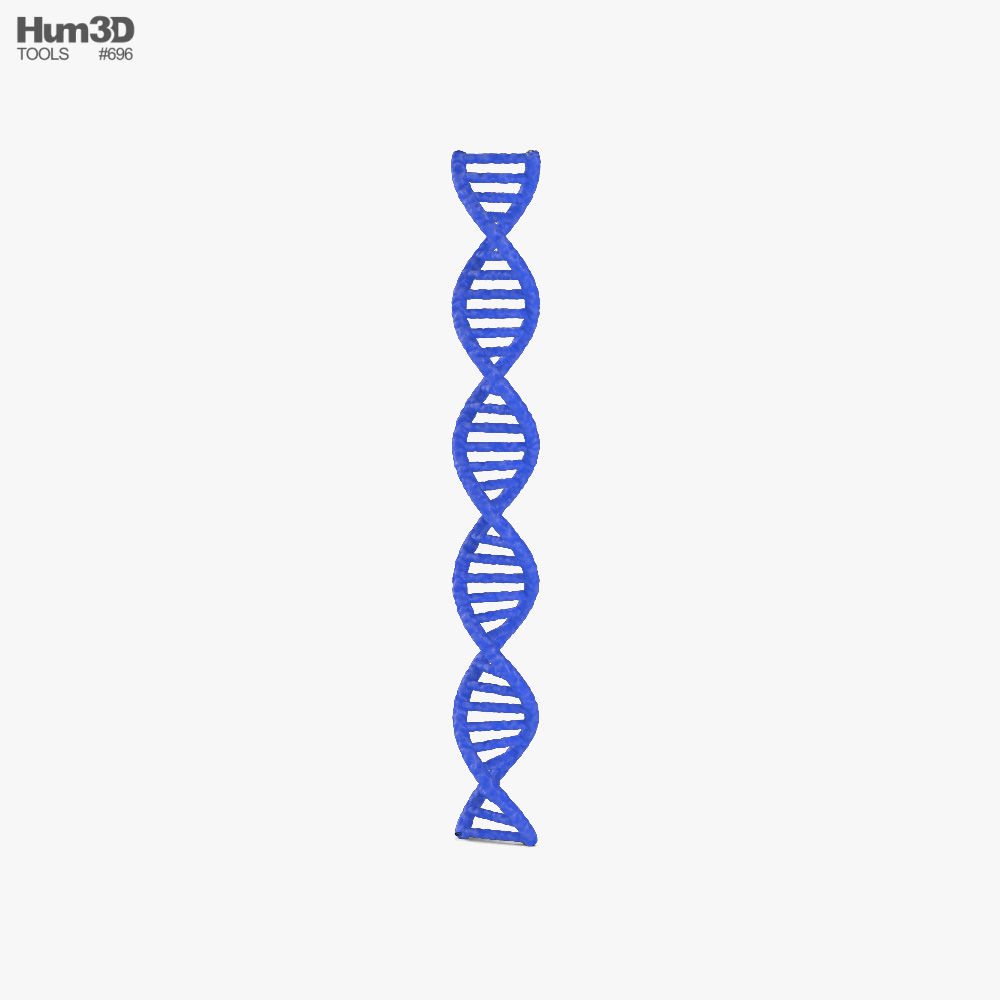 ADN Modèle 3D