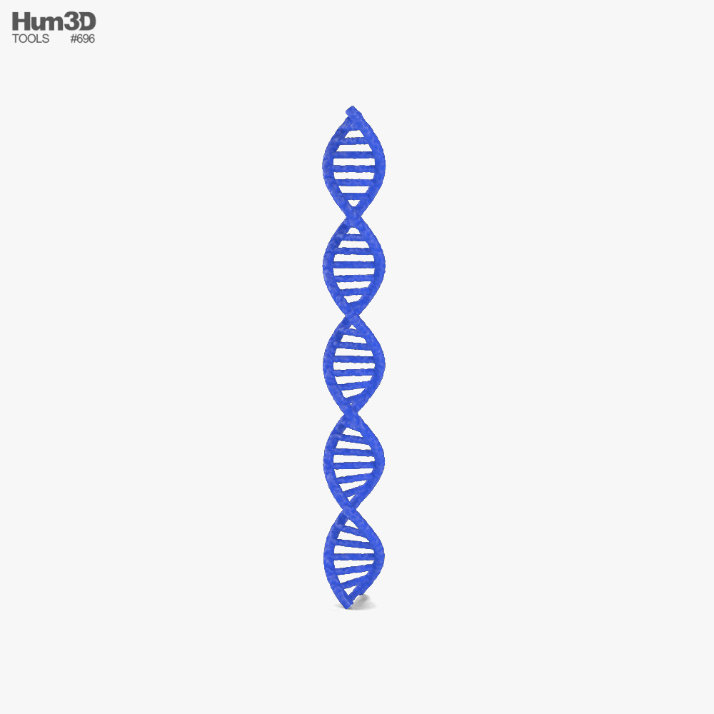 ADN Modèle 3d