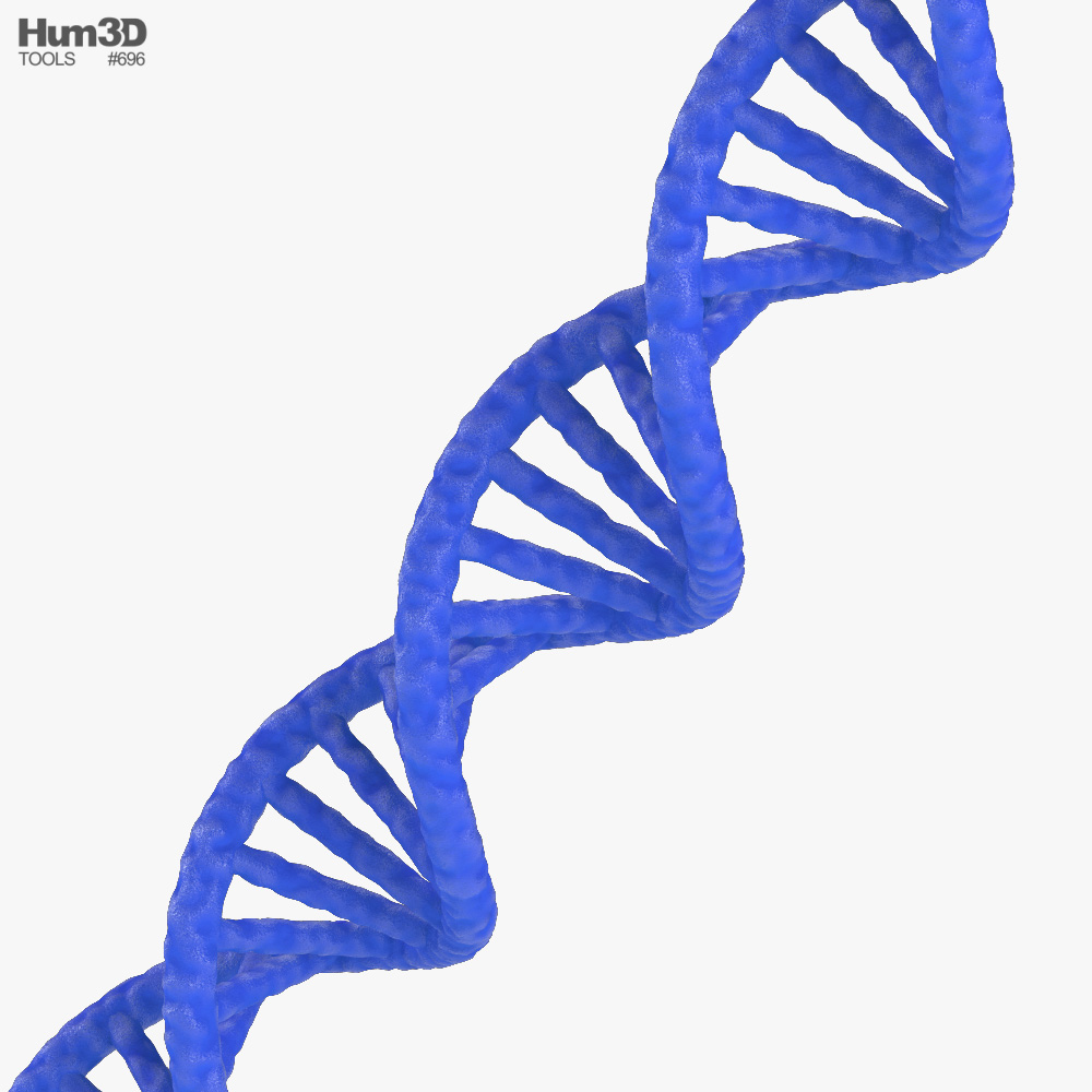 ADN Modelo 3D - Vida y Ocio on Hum3D