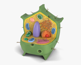 Pflanzenzelle 3D-Modell