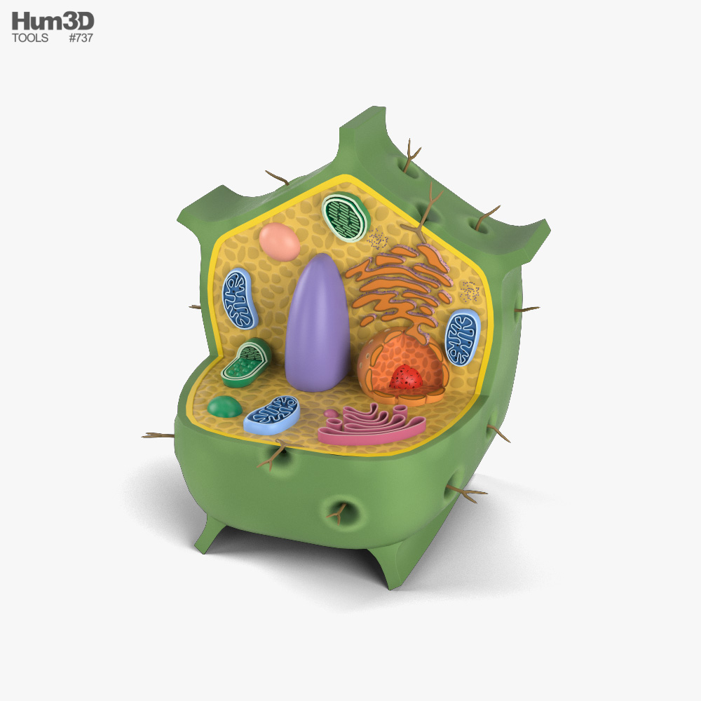 Cellula vegetale Modello 3D