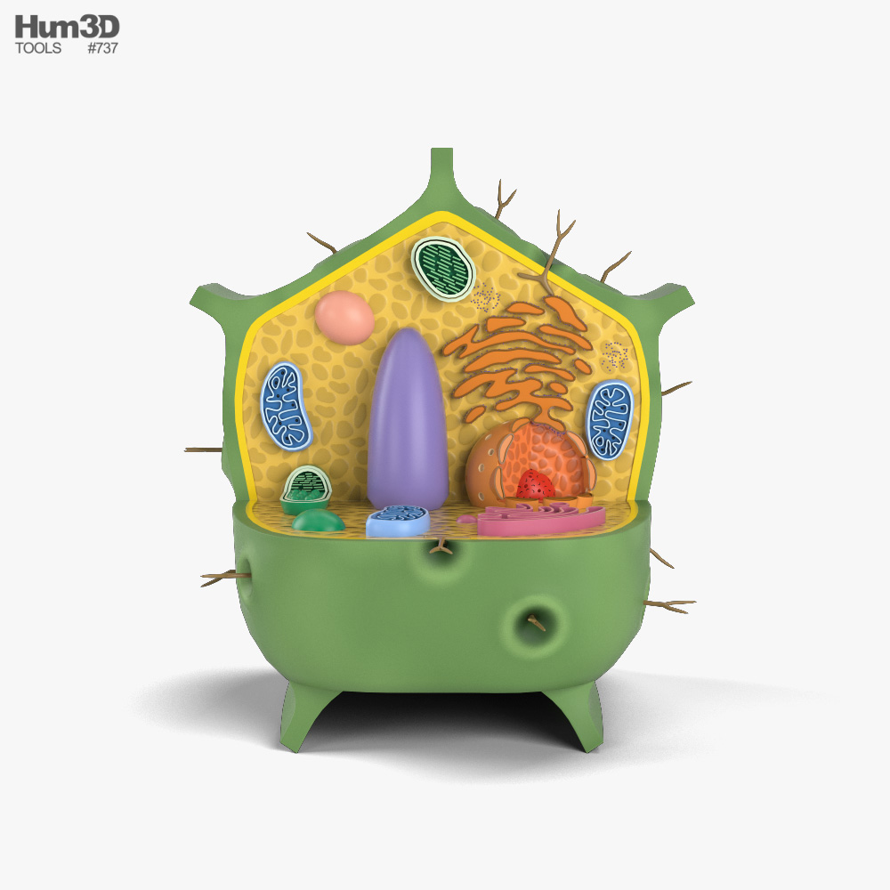 Plant Cell 3D model Life and Leisure on Hum3D
