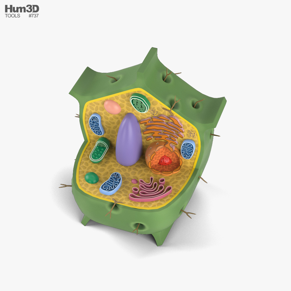 Célula vegetal Modelo 3D - Vida y Ocio on Hum3D