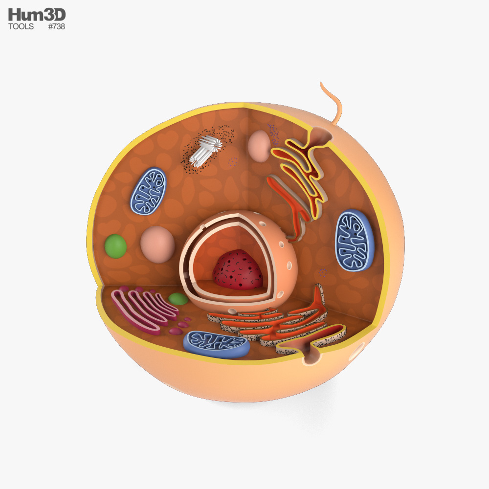Animal Cell 3D model - Life and Leisure on Hum3D